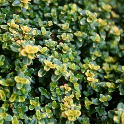 タイム（ほふく性）：ドーンバレータイム3号ポット2株セット