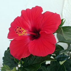 ハイビスカス：サマーレッド5号鉢植え