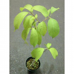 トチュウ（杜仲）3号ポット