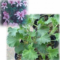 ニオイゼラニウム：ライム3号ポット2株セット