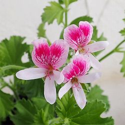 ニオイゼラニウム：レディメアリー3号ポット2株セット