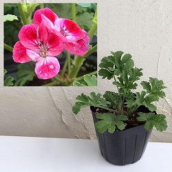 ニオイゼラニウム：アプリコット3号ポット2株セット