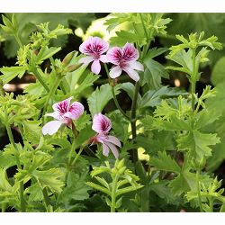 ニオイゼラニウム：ストロベリー3号ポット2株セット