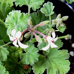 ニオイゼラニウム：ナツメグゴールデン3号ポット2株セット