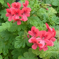 ニオイゼラニウム：シェルブランドローズ3号ポット2株セット