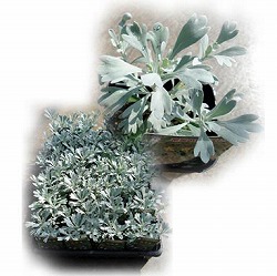 木百香（モクビャッコウ）3号ポット28株セット