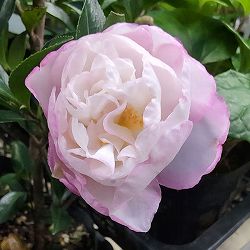 サザンカ：秋月（あかつき）4号ポット