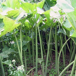 [26年3月中下旬予約]フキ（蕗）：秋田フキ3.5号ポット2株セット