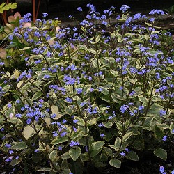 ブルンネラ：マクロフィラ ハドスペンクリーム3.5号ポット