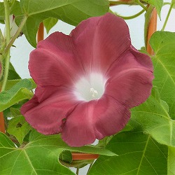 [26年5月中下旬予約]アサガオ（イポメア）： 団十郎（だんじゅうろう）3号ポット