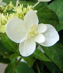 [26年2月中下旬予約]ヤマアジサイ：ハクチョウ（白鳥）3～3.5号ポット