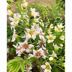 ブンカンカ（文冠果）5号ポット