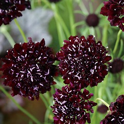 スカビオサ：ブラックナイト3.5号ポット2株セット