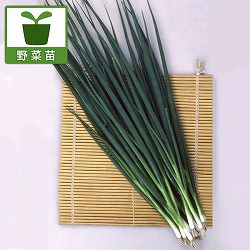 ネギ：小夏（こなつ）3-3.5号ポット