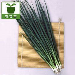 ネギ：小夏3-3.5号ポット4ポットセット