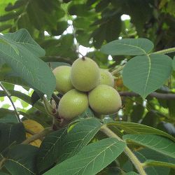 クルミ：カシクルミ(菓子くるみ）3.5-4号ポット