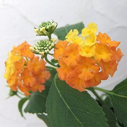 ランタナ：オレンジ系3ー3.5号ポット2株セット