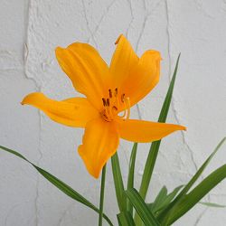 ニッコウキスゲ(日光黄萓）3.5号ポット*[6月頃開花　高原の花、日光きすげ　ゼンテイカ 寒さに強い宿根草]