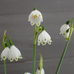 水仙：すずらん咲き水仙（スノーフレーク）5球入り[4月頃開花　毎年花を咲かせる丈夫な球根植物]