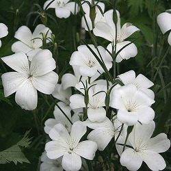 [26年2月中下旬予約]アグロステンマ：オーシャンパール3号ポット