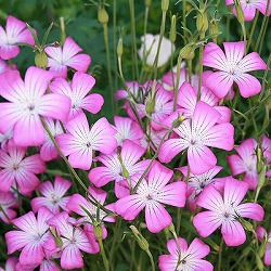 [26年2月中下旬予約]アグロステンマ：ギタゴ3号ポット