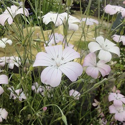 アグロステンマ：桜貝3～3.5号ポット