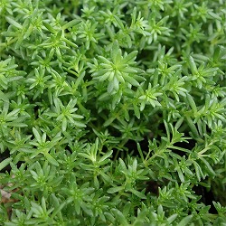 セダム：モリムラマンネングサ2株セット