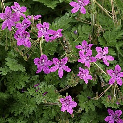 エロディウム：マネスカヴィ3.5号ポット