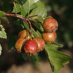 サンザシ（大実山査子）：北京5号ポット