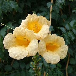 ノウゼンカズラ：黄花系5号ポット