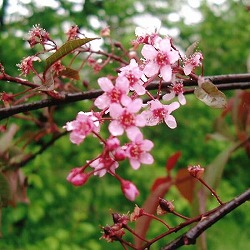 エゾウワミズザクラ（アンニンゴ）：コロラータ（桃花）3号ポット