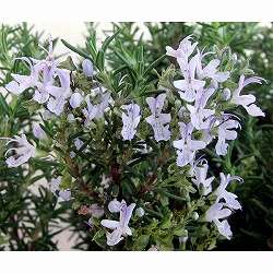 ローズマリー（ほふく性）：ブルーボーイ7号ポット