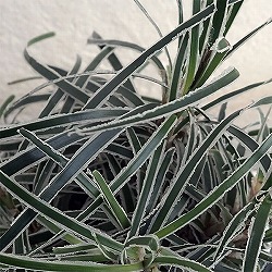 クリスタルグラス（フィッシニア）3号ポット