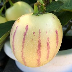 ペピーノ3号ポット