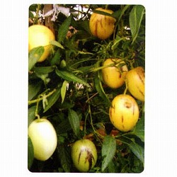 ペピーノ3号ポット2株セット