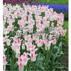 [26年2月中下旬予約]チューリップ：ホーランドチック1球植え芽出し3号深ポット