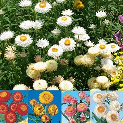 [送料無料]帝王貝細工・高性おまかせ花色ミックス3号ポット28株セット