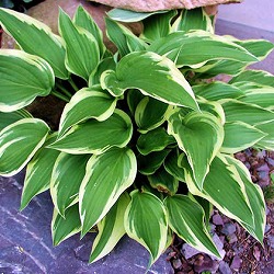 ギボウシ（ホスタ）：モーハイム4号ポット