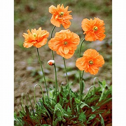 パパバー：フローレプレノ3号ポット2株セット