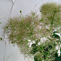 スモークツリー：ピンクボール4.5～5号ポット