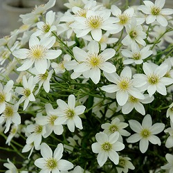 クレマチス：カルトマニージョー3.5号ポット