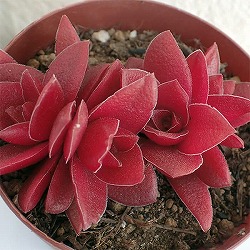 クラッスラ：紅葉祭り（もみじまつり）2.5号ポット*