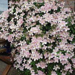 [26年2月中下旬予約]クレマチス：エリザベス4.5号ポット（モンタナ系）o