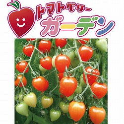 ミニトマト：トマトベリーガーデン3号ポット4株セット（野菜の苗）