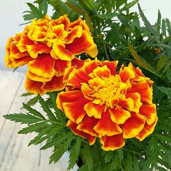 マリーゴールド ：ボナンザビー3-3.5号ポット