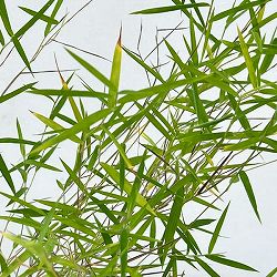 黒軸カリヤス2.5号ポット