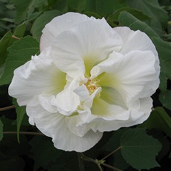 スイフヨウ（酔芙蓉）：八重6号ポット