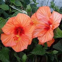 ハイビスカス：サニーシティー・オレンジ系5号鉢植え