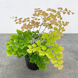 アジアンタム：スクータムロゼウム　3号ポット