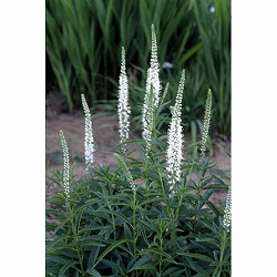 ベロニカ：スピカータ　アルバ3号ポット